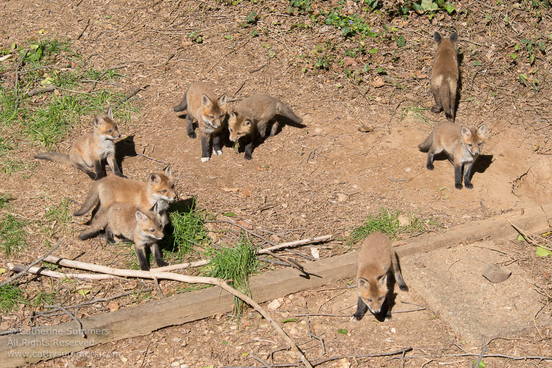 20140424_017: horizontal, Abbott Lane, fox, foxes, kits, landscape