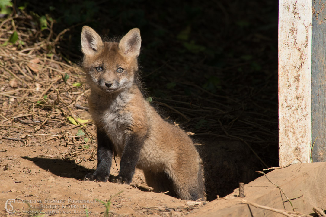20140424_085: Abbott Lane, fox, foxes, kits, landscape