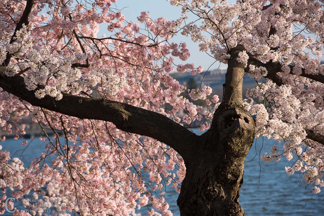 Cherry Trees in Bloom: Washington, DC