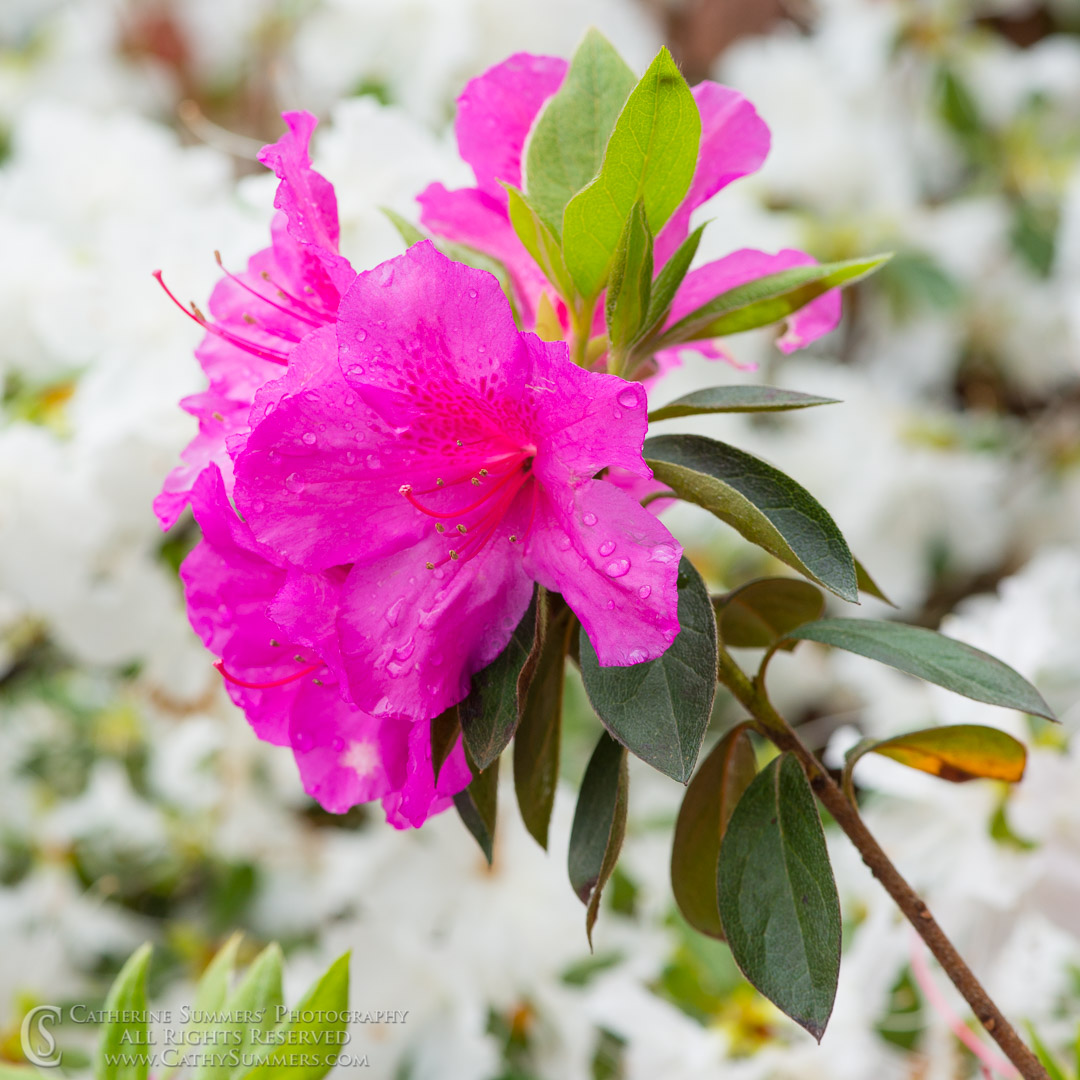 20160503_038: flowers, rain, square, pink, azalea, magenta