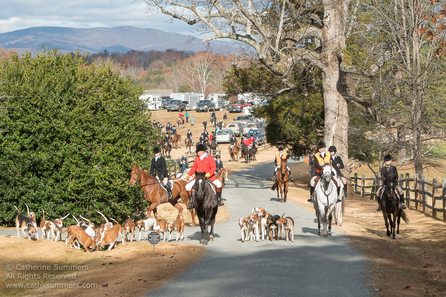 20161126_049: hounds, Huntsman, Staff, Matthew Cook