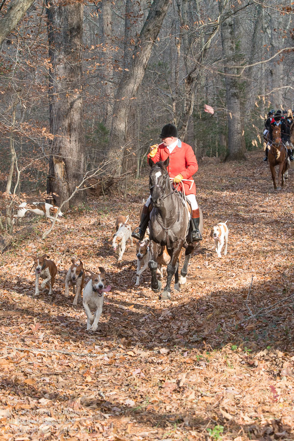 20161126_186: hounds, Huntsman, Matthew Cook