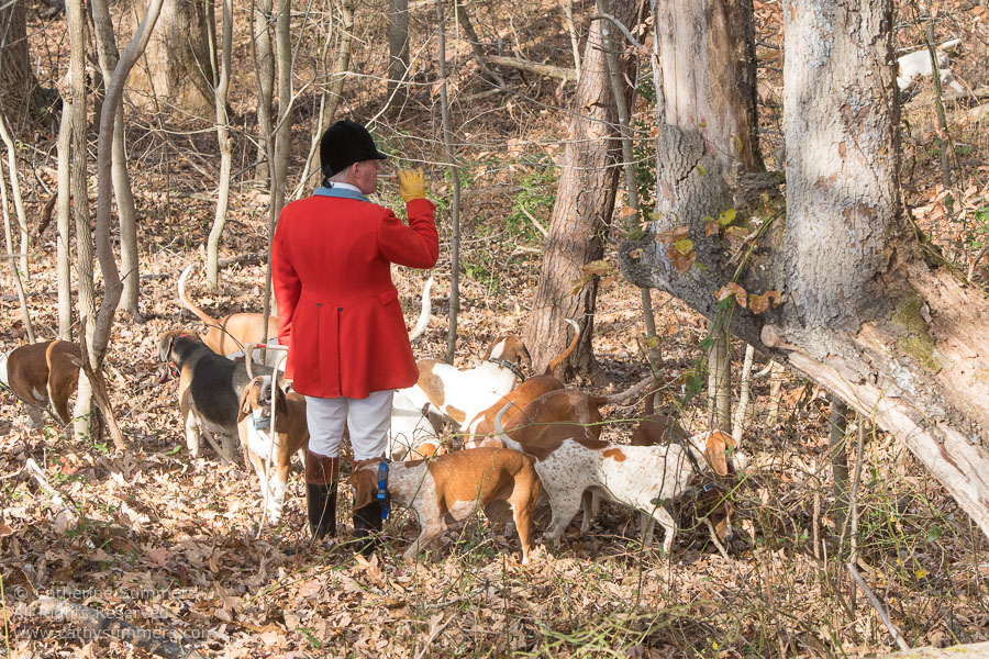 20161126_285: hounds, Huntsman, gone to ground, Matthew Cook