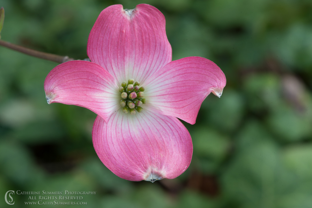 Pink Dogwood Flower Macro: Virginia