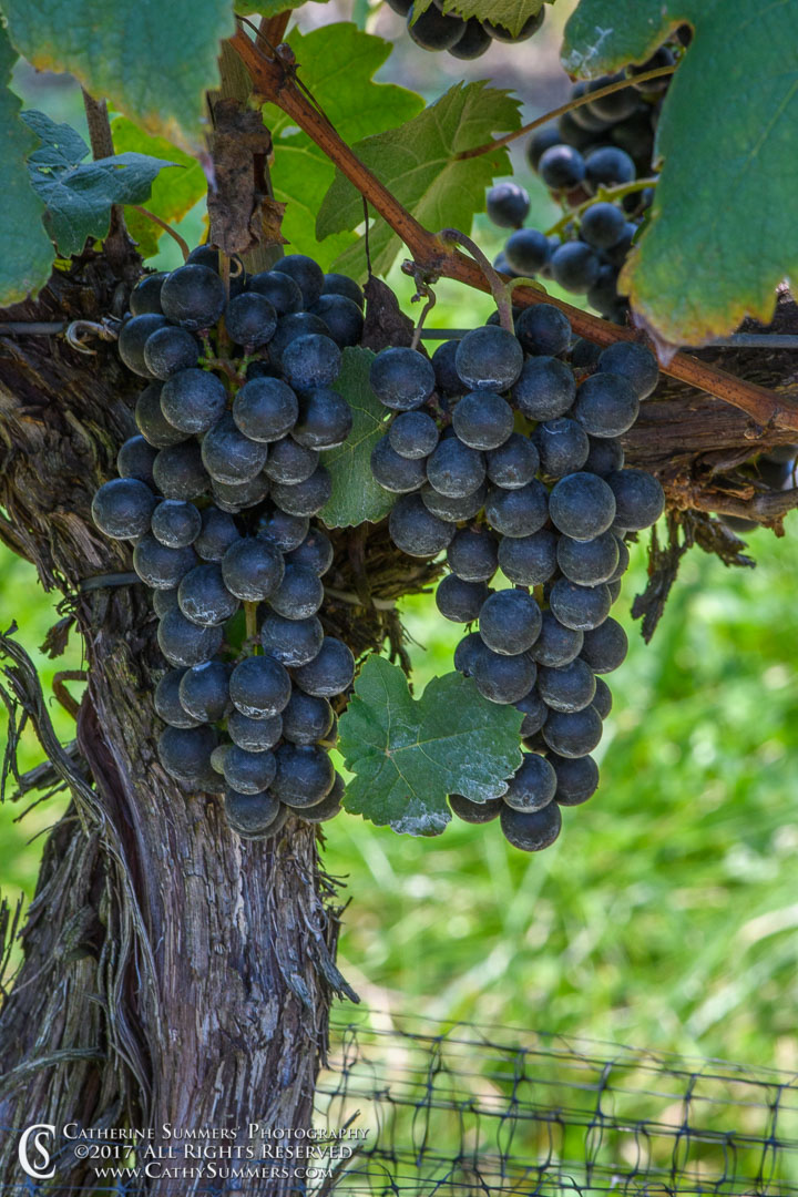 Ripening Merlot Almost Ready to Harvest