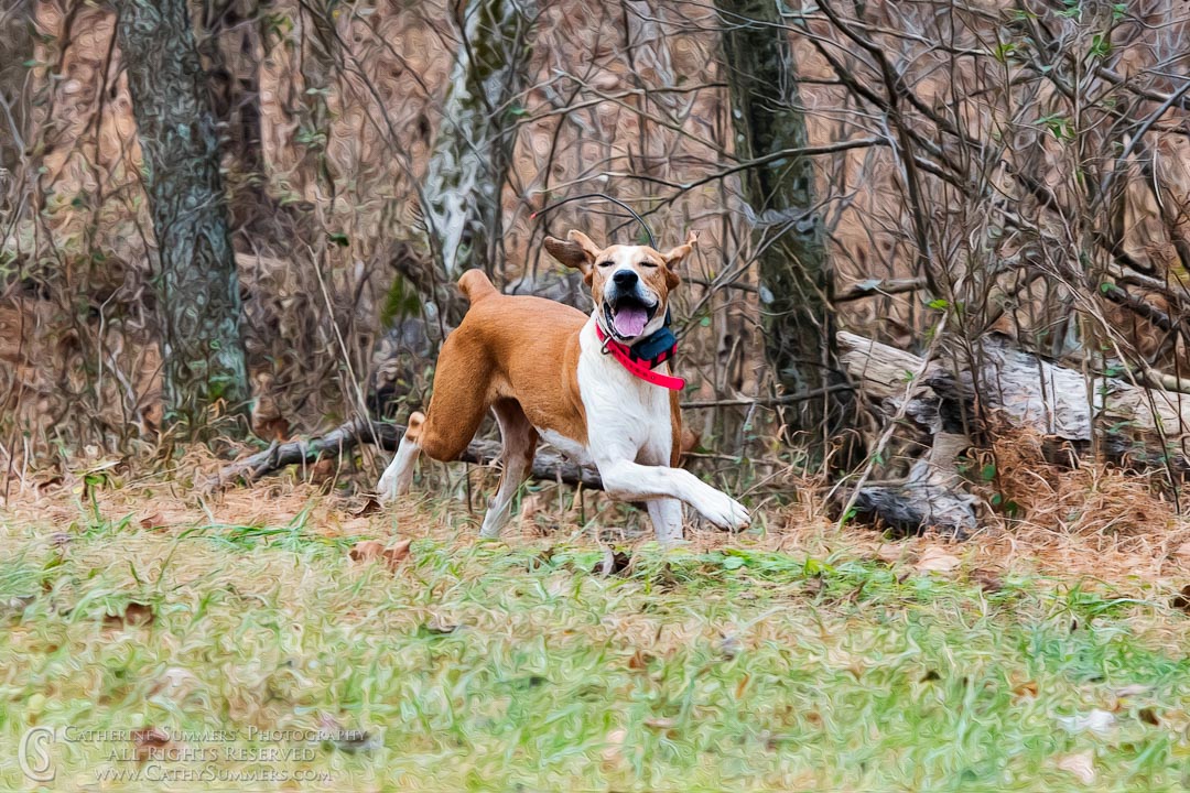 Happy Foxhound - Oil Paint Effect