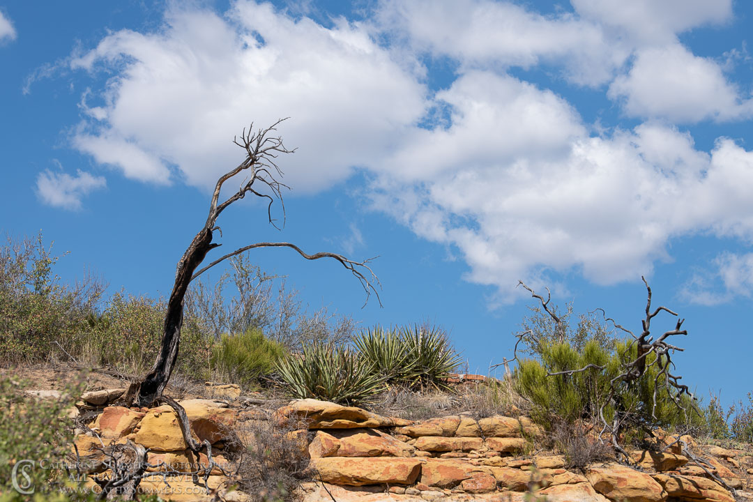 20180917_036: clouds, pine tree, Mesa Verde National Park, landscape