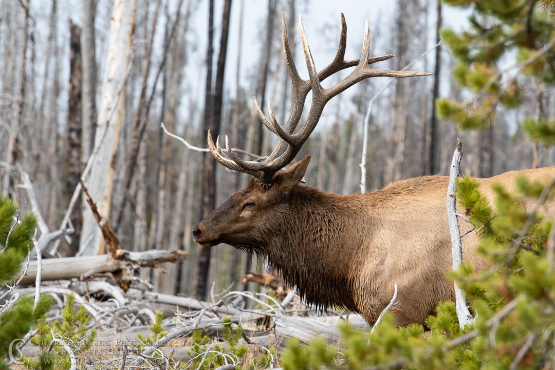 Bull Elk in Yellowstone: Yellowstone National Park