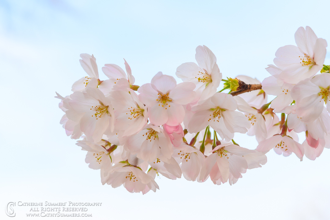 Cherry Blossoms Against the Spring Sky