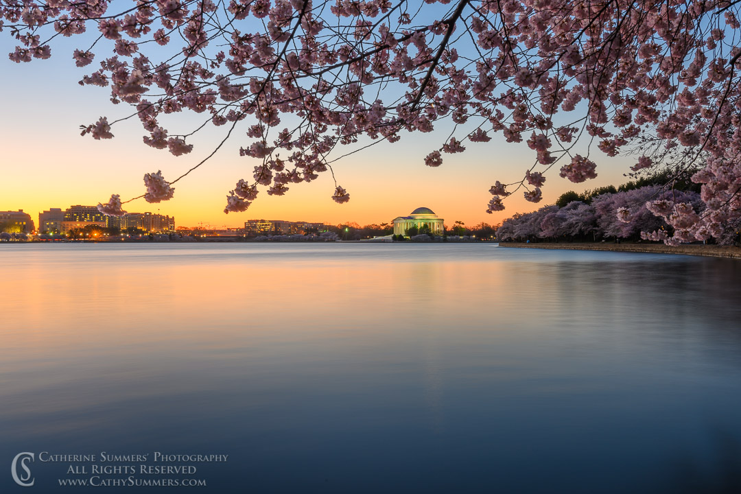 Cherry Blossoms and Jefferson Memorial at Dawn with Reflection in the Tidal Basin