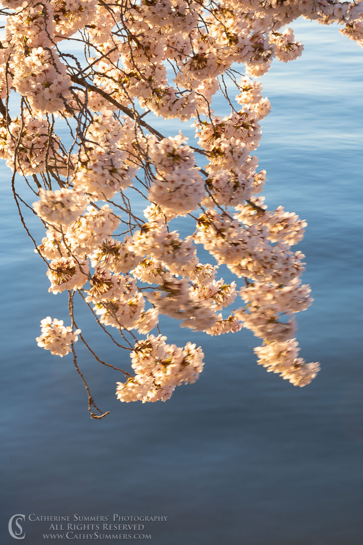Cherry Blossoms in the Wind at the Tidal Basin