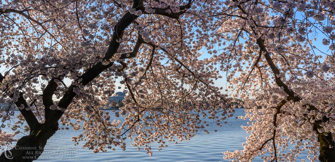 Cherry Blossoms in Full Bloom on an April Morning at the Tidal Basin
