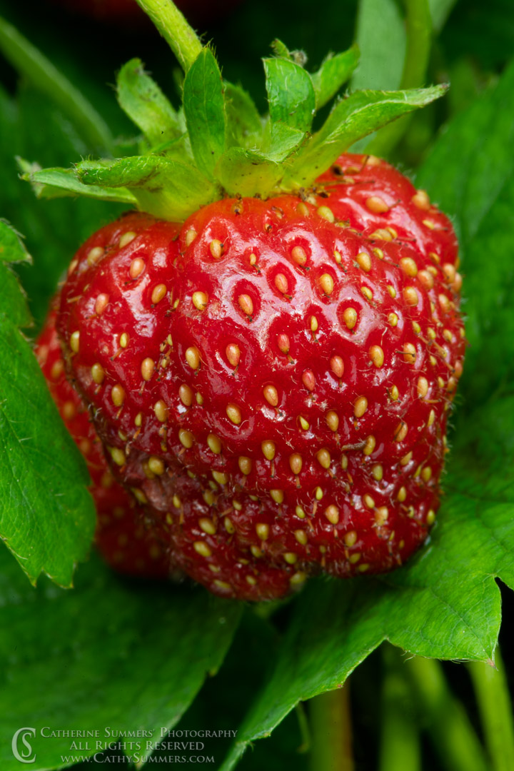 20190530_004: macro, strawberry