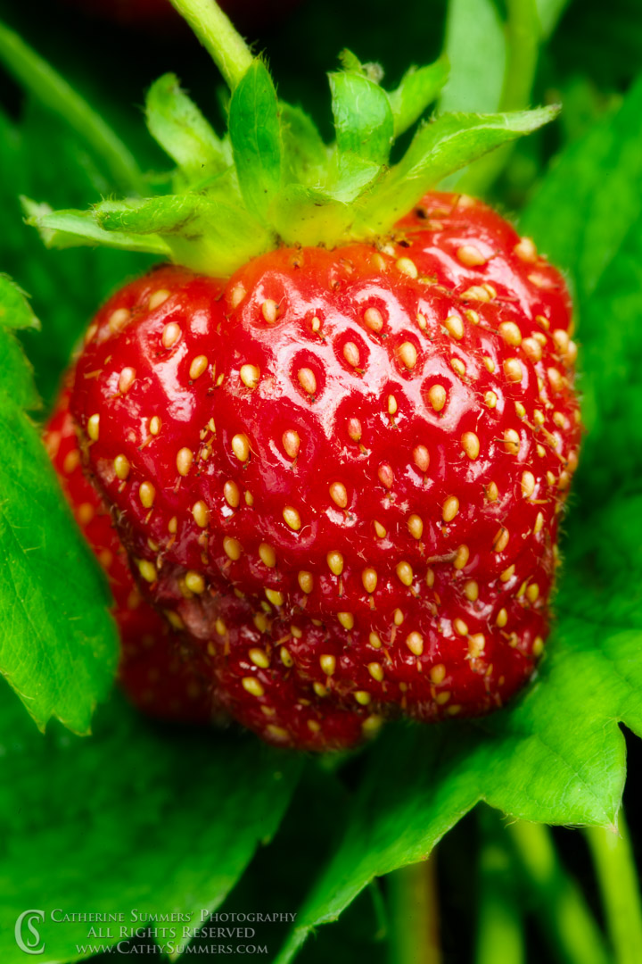 Perfectly Ripe Strawberry - Orton Effect