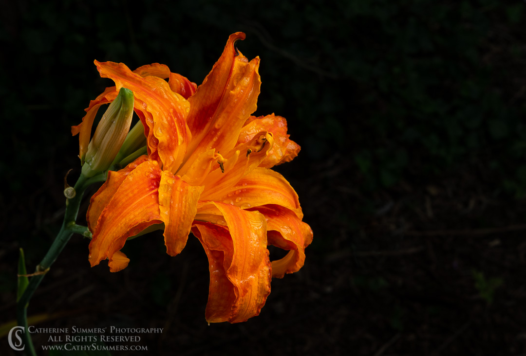 Orange Day Lily with Water Droplets & Fireworks Composite