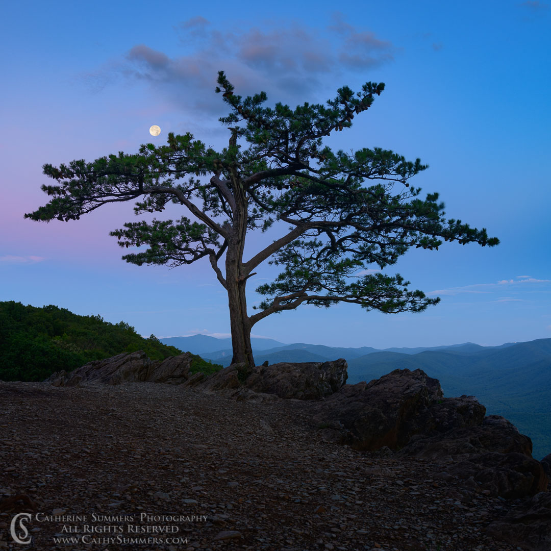 20190718_022: moon, square, dawn, pine, Raven's Roost, Ravens Roost