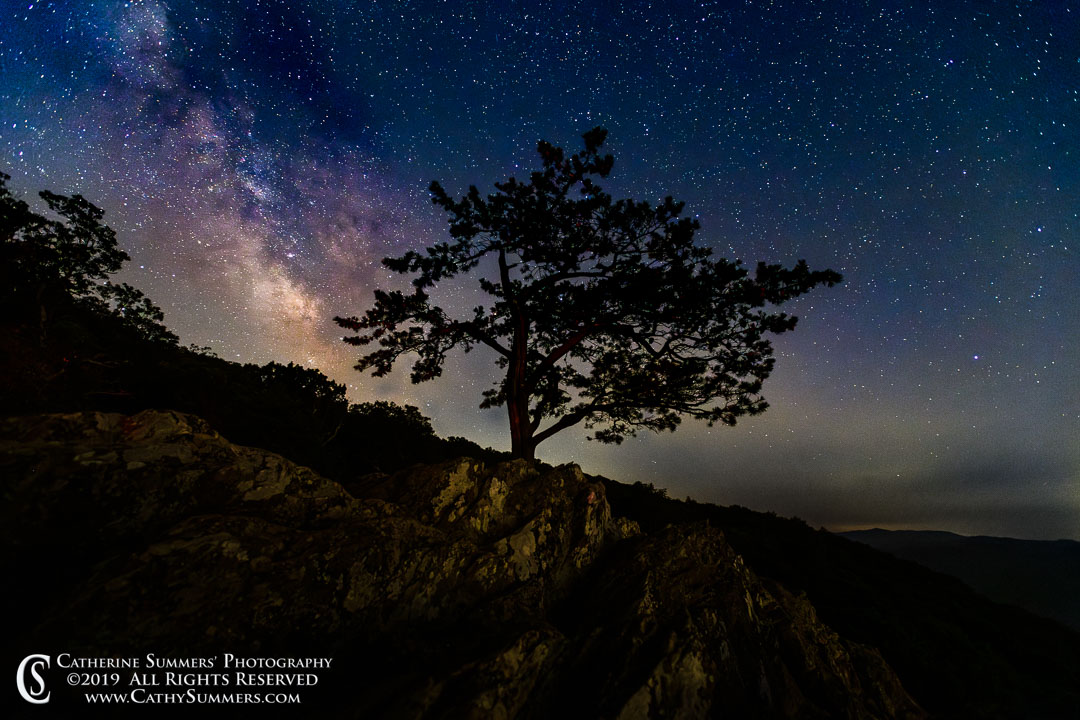 Raven's Roost Pine Tree and Milky Way on a Summer Night