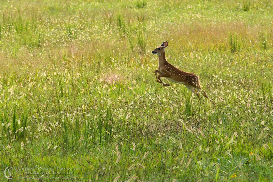 20190902_243: running, White Tailed Deer, fawn, whitetailed deer, white-tailed deer, whitetail