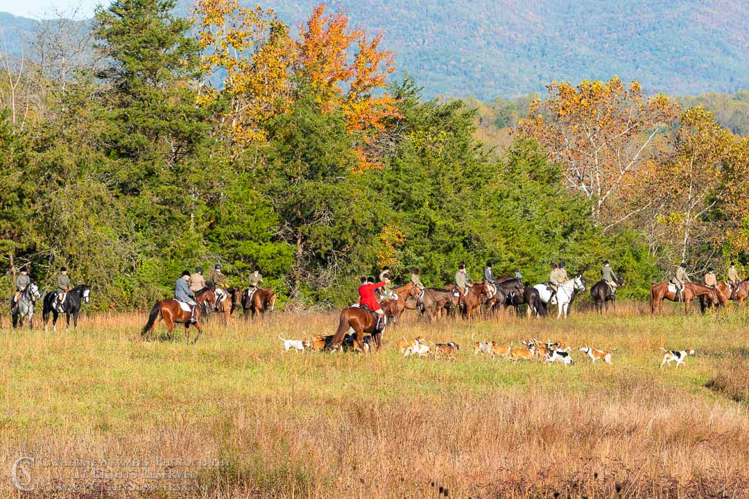 20191024_147: autumn, hounds, Huntsman, Whip, Whipper-In, Staff, Chris Middleton, Matthew Cook, The Field