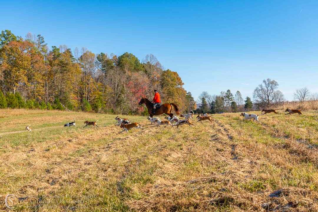 20191109_029: horizontal, Fox Hunting, hounds, Huntsman, Matthew Cook