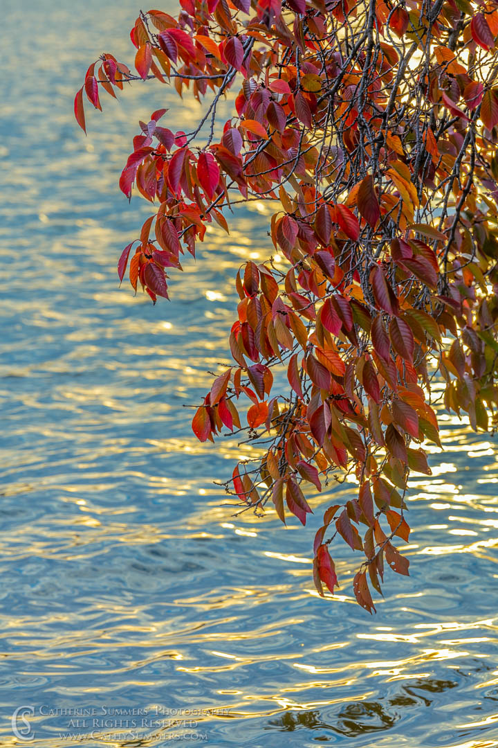 20191109_265: vertical, Tidal Basin, cherry trees, autumn, leaves, red