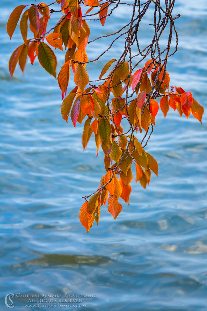 20191109_273: vertical, Tidal Basin, cherry trees, autumn, leaves, red
