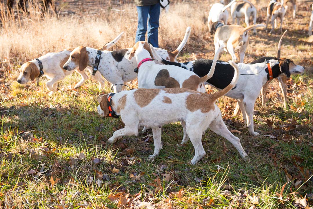 20191207_007: hounds, Rolling Rock