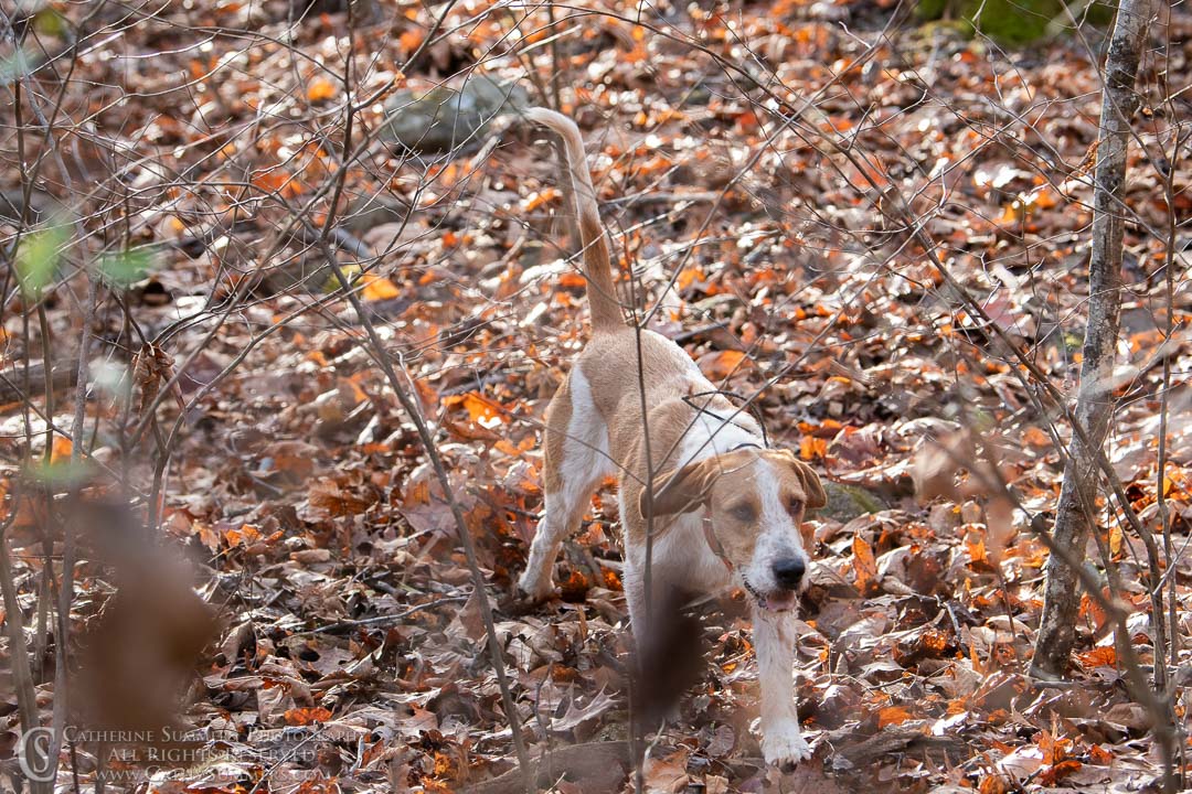 20191207_209: hound, fox hounds, Rolling Rock