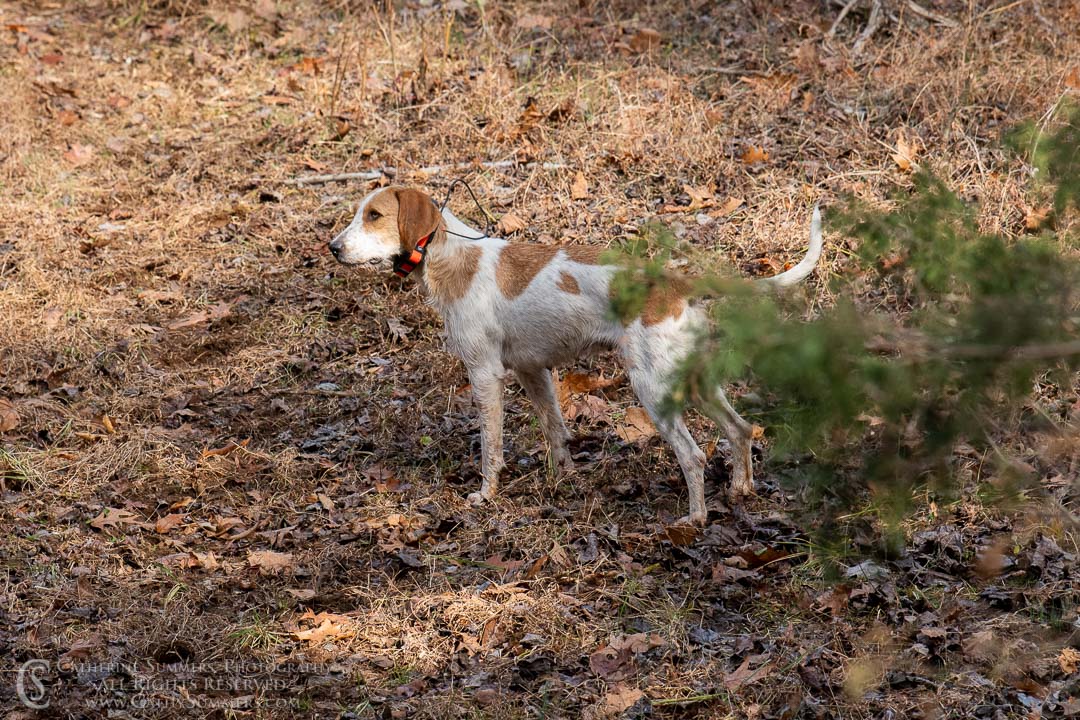 20191207_210: hound, fox hounds, Rolling Rock