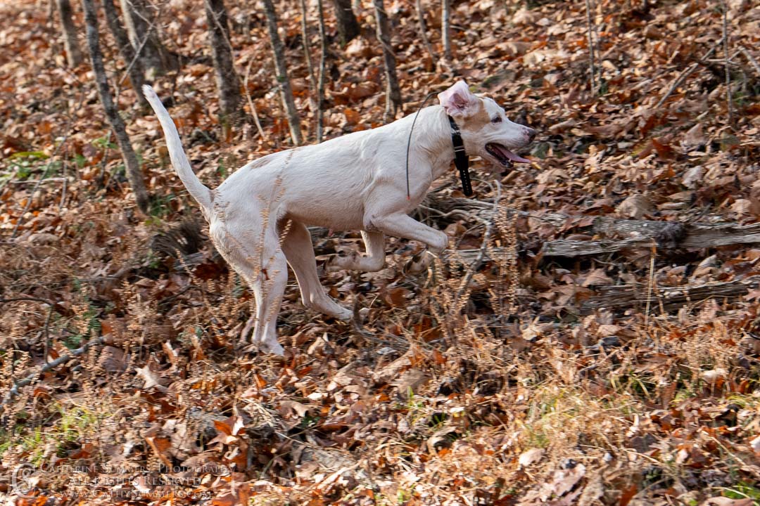 20191207_211: hound, fox hounds, Rolling Rock