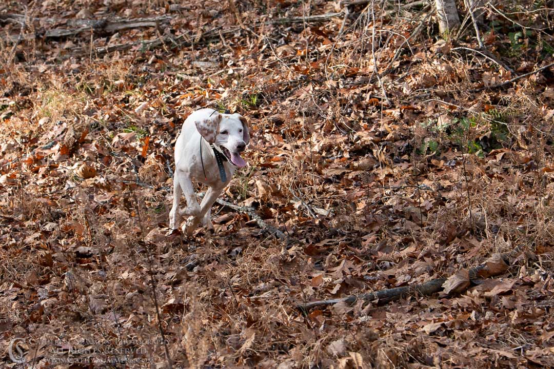 20191207_212: hound, fox hounds, Rolling Rock