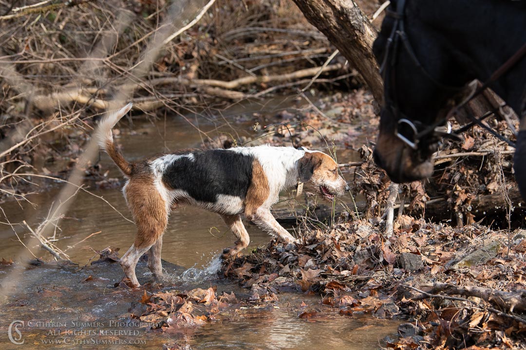 20191207_215: hound, fox hounds, Rolling Rock