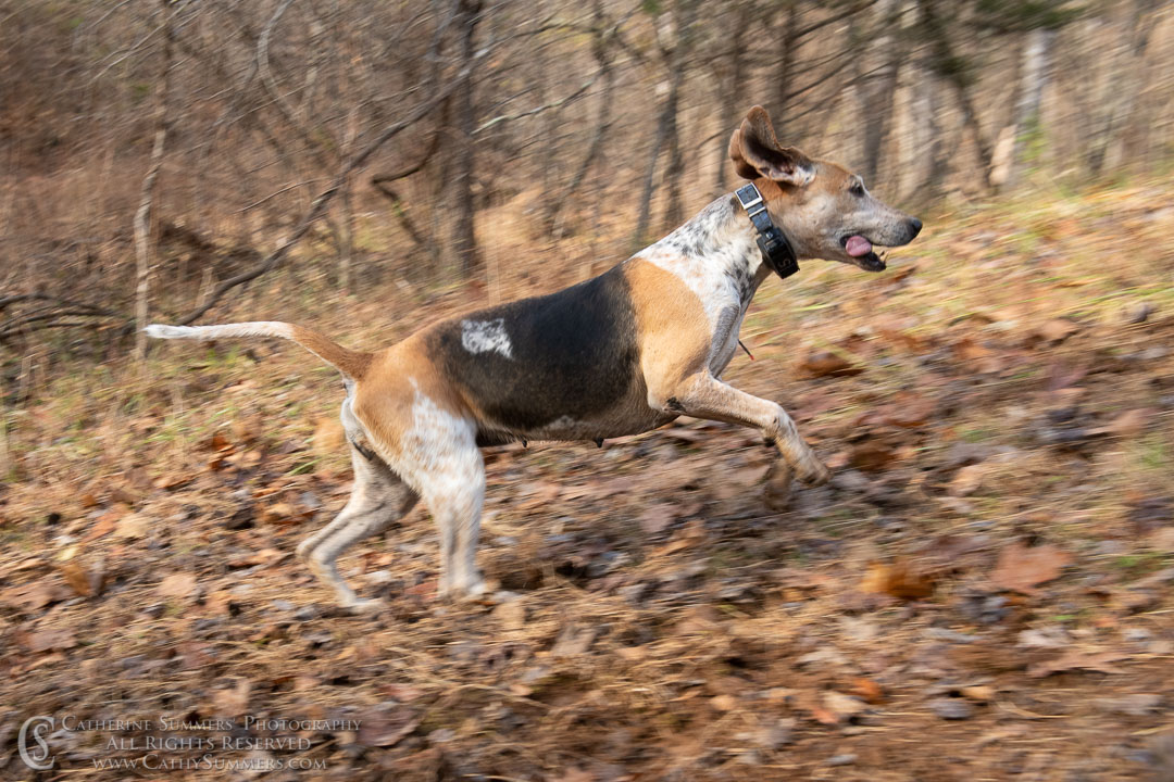 20191207_216: hound, fox hounds, Rolling Rock