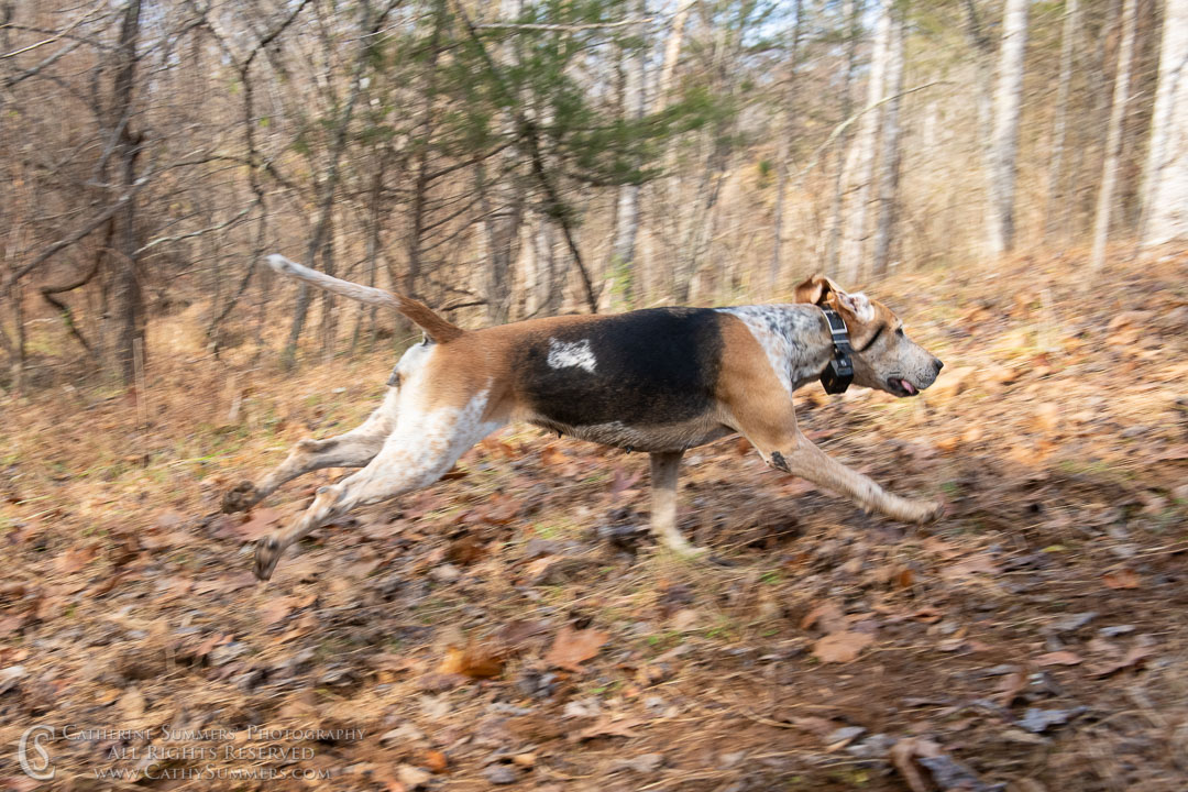 20191207_217: hound, fox hounds, Rolling Rock