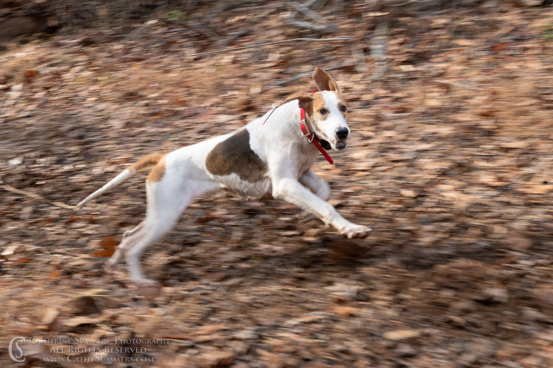 20191207_218: hound, fox hounds, Rolling Rock
