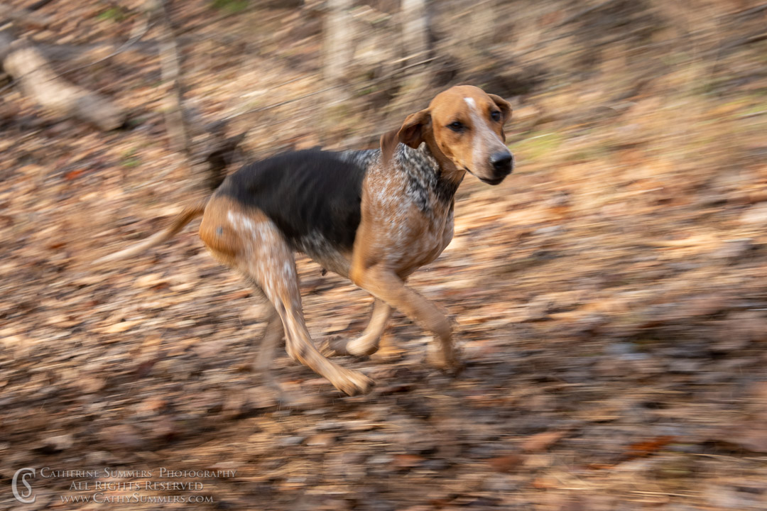 20191207_220: hound, fox hounds, Rolling Rock