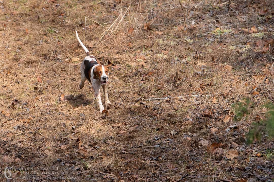 20191207_221: hound, fox hounds, Rolling Rock