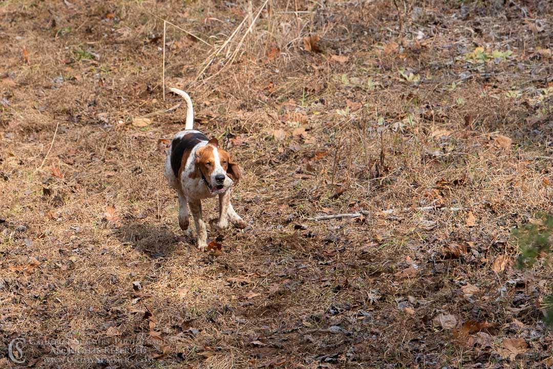 20191207_222: hound, fox hounds, Rolling Rock