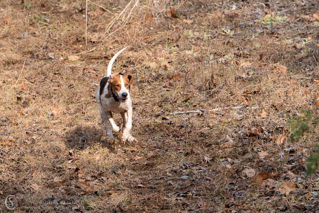 20191207_223: hound, fox hounds, Rolling Rock