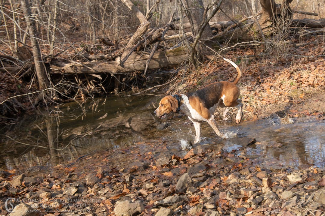 20191207_254: hounds, Rolling Rock