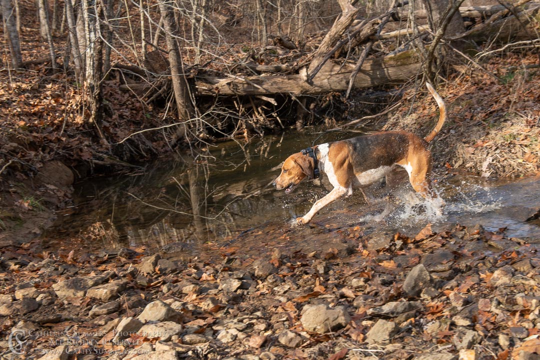 20191207_255: hounds, Rolling Rock