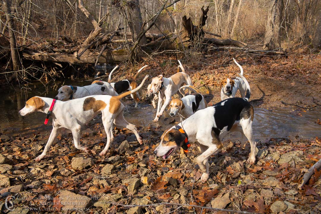 20191207_262: hounds, Rolling Rock