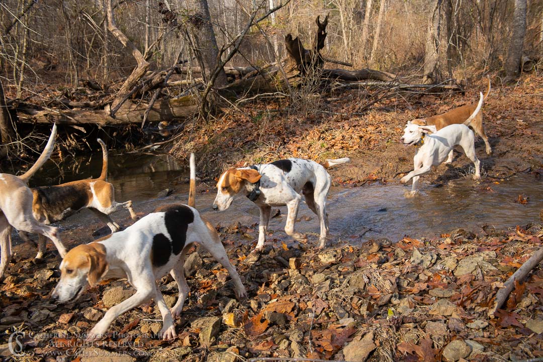 20191207_263: hounds, Rolling Rock