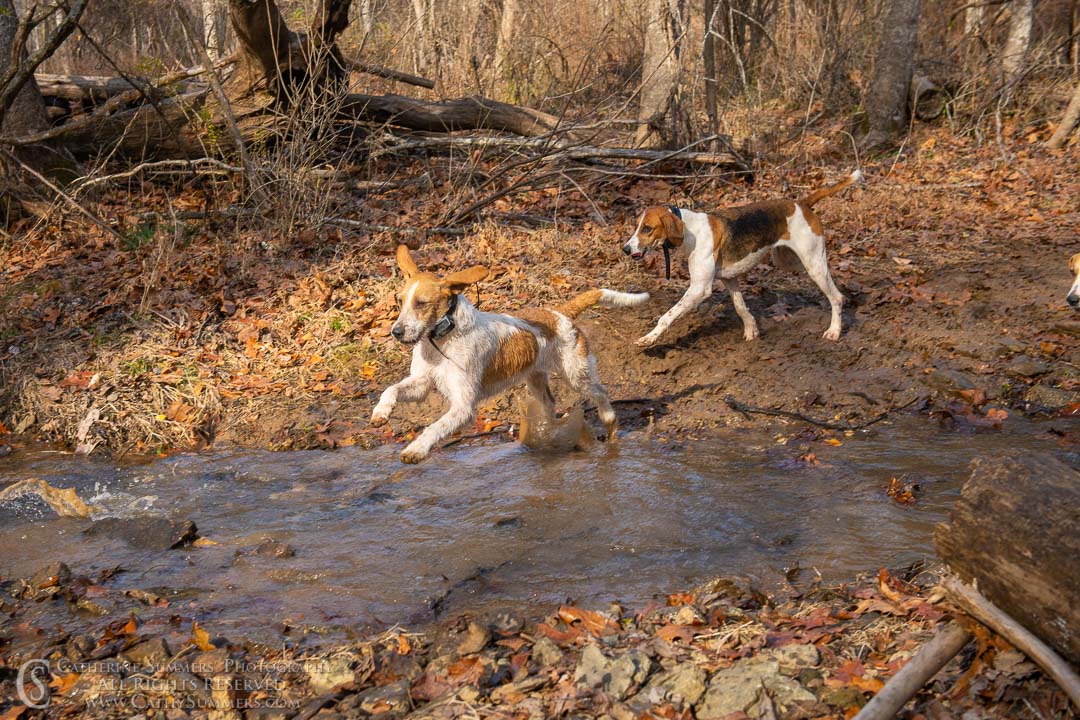 20191207_264: hounds, Rolling Rock