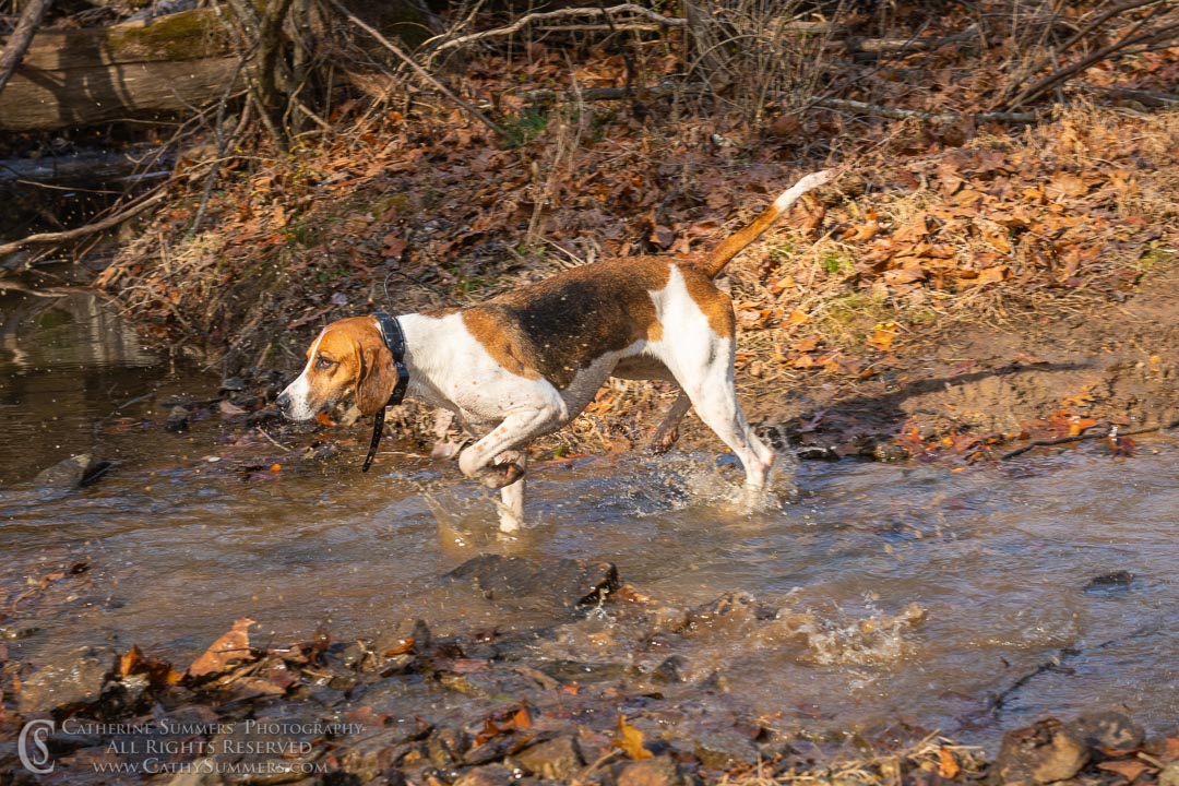 20191207_266: hounds, Rolling Rock