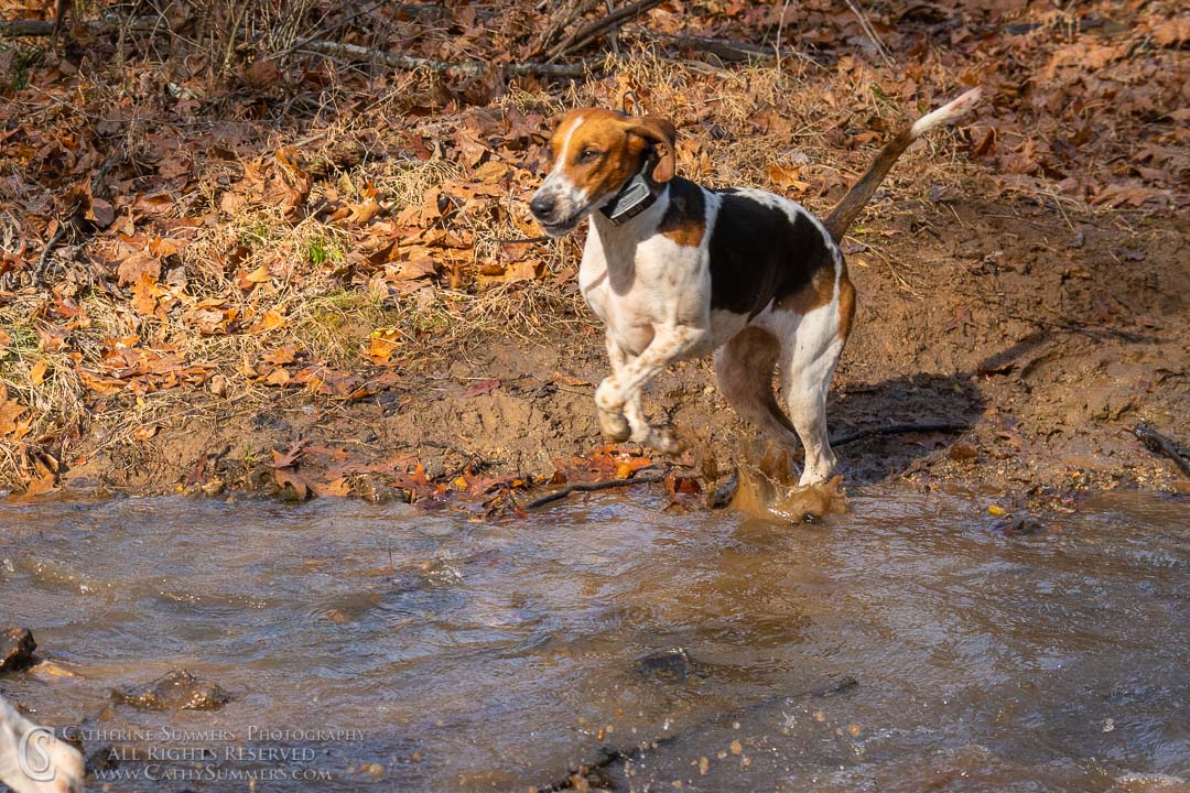 20191207_267: hounds, Rolling Rock
