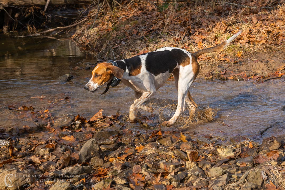 20191207_268: hounds, Rolling Rock