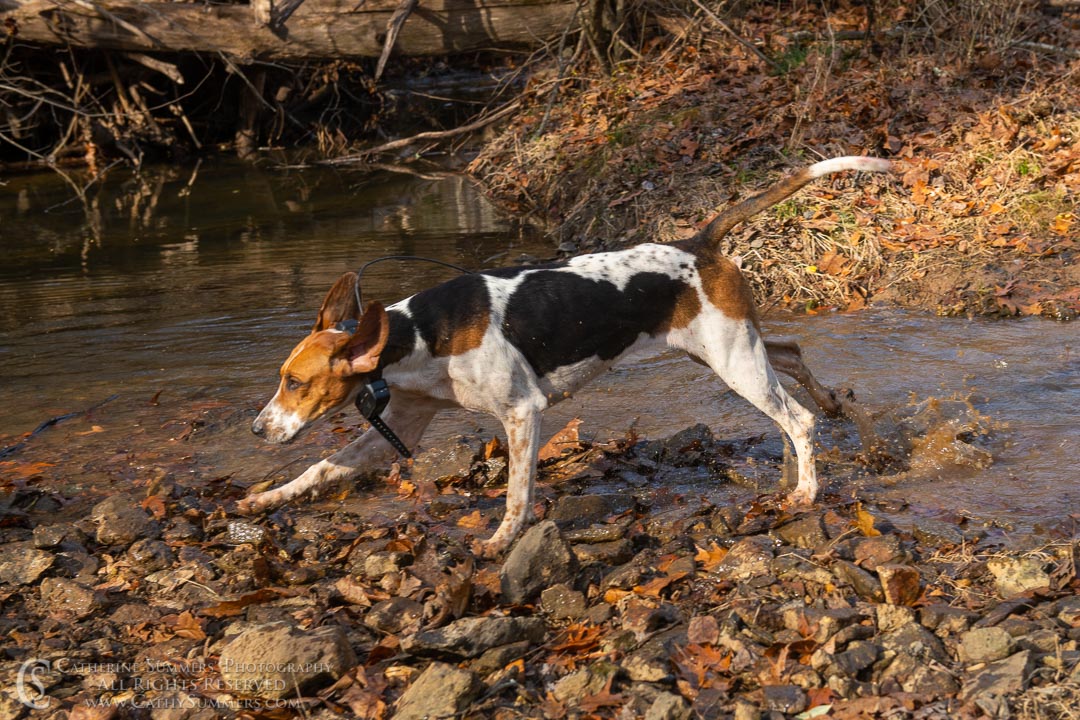 20191207_269: hounds, Rolling Rock