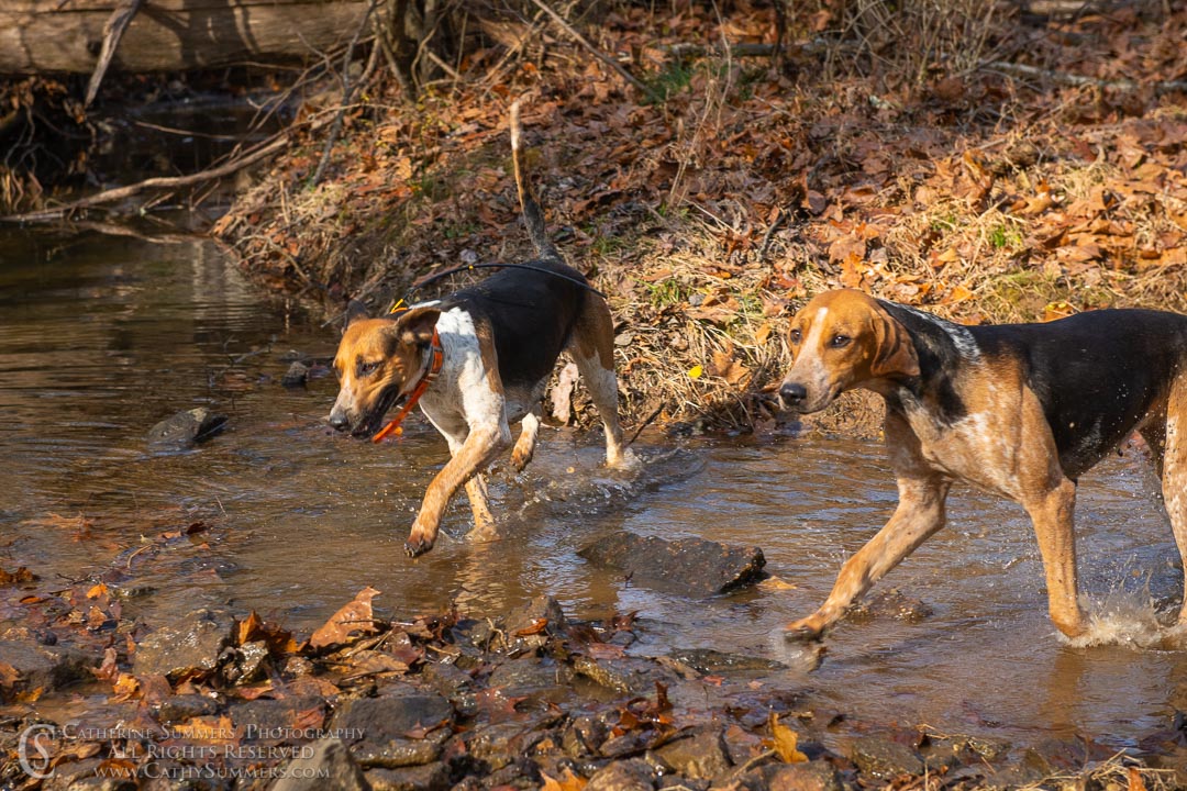 20191207_270: hounds, Rolling Rock
