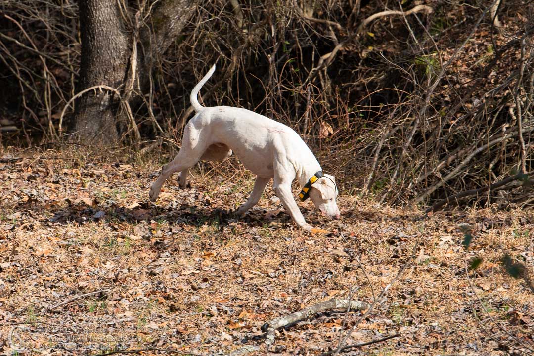 20191207_340: hound, Rolling Rock